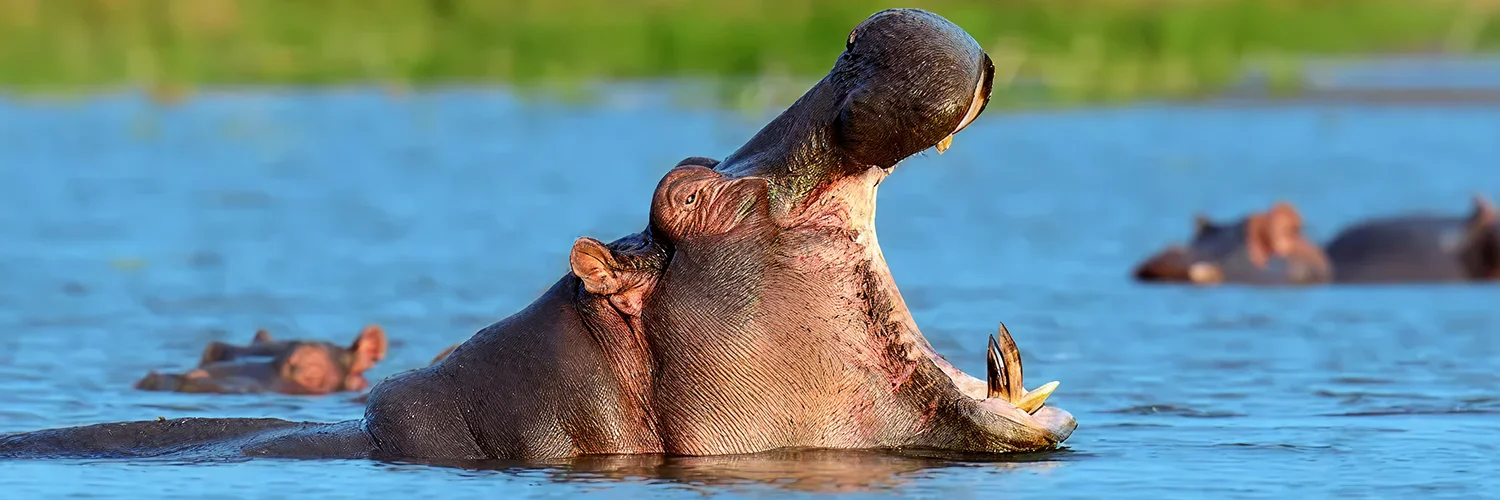 package hotel listing